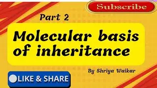 Transcription and genetic code| Molecular basis of inheritance