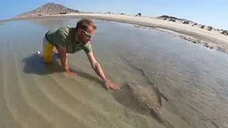 Stingray Rescue