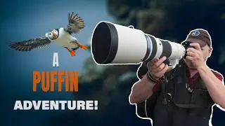 Photographing Puffins at Bempton Cliffs with the OM-1 Mark II