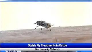 Stable Fly Treatments in Cattle