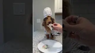 Making dog-friendly, extra healthy, burritos! 🌯 #dachshund #dogtricks #dogrecipes