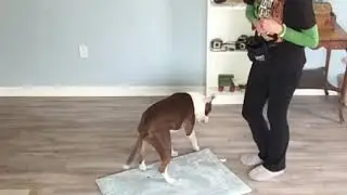 Magic Mat Foundation Demo