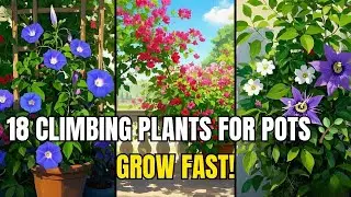🌿 18 Best Climbing Plants That Grow Like Crazy in Containers/Pots