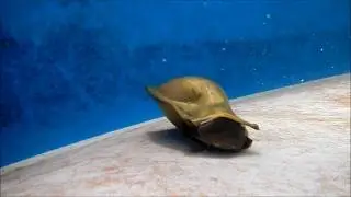 SHARK HATCHING FROM EGG!!! :O