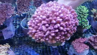 Stylophora  pistillata pink XL 16 CM coral gandalf