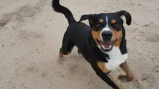 Appenzeller Sennenhund im Sand
