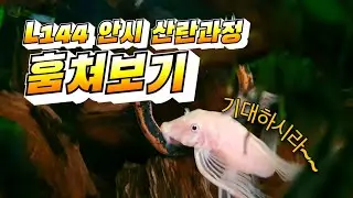L144 안시 산란과정 훔쳐보기