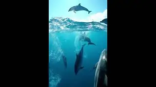 Dolphins Jumping in the Ocean 🌊| Relaxing Nature Video in 4K#animation #shorts #cartoon