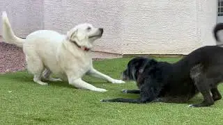 Backyard Shenanigans