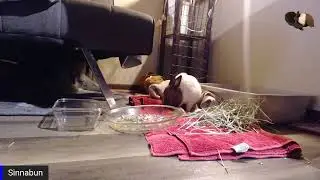 Life With A Paralyzed Bunny #1