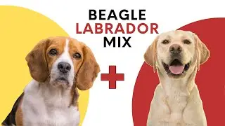 All About Beagle Labrador Mix