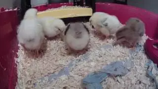 7 day old chicks