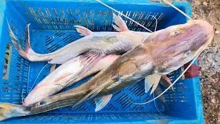শুক্রবারে জমজমাট সিলেটের বটেশ্বর মাছ বাজার । Friday Sylhet Bateshwar Fish Market 