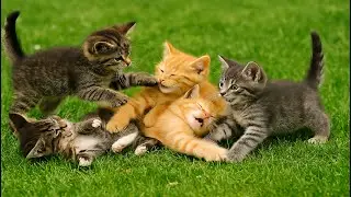 Kitten&rsquo;s Heartwarming Meow for Mom &ndash; Joyful Play with Dogs, Chicks & Glowing Fish!