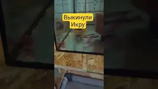 Пельвики первый нерест. #shorts