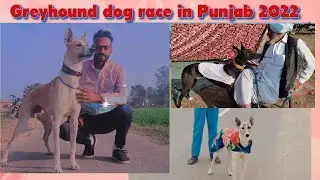 🦮🦮Greyhound dogs 🐶 reac in  2022 location in  khadoor sahib nagak Punjab