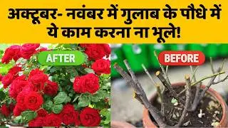 अक्टूबर- नवंबर में गुलाब के पौधे में ये काम करना ना भूले! Rose plant Pruning and Care Tips