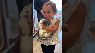 Every donation matters, link in bio🥹❤️ #cats #shelter #paws