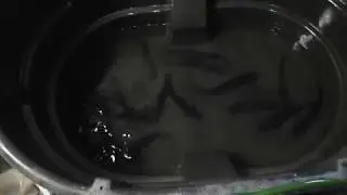 Channel Catfish --- 1 year old --- April 30th, 2018