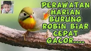 Perawatan Harian Burung Robin