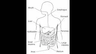 #digestivesystem #biology #ncertclass10science