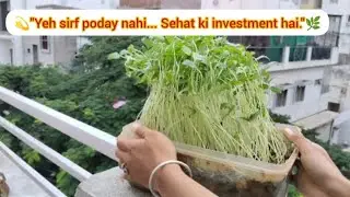 🌱moong bean sprouts - Noed plant lover ke garden ka organic magic🪄...💚#noedplantlover#moogdal#plants