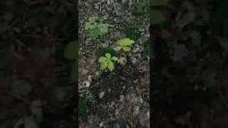 Chestnut tree planting (Sunderland, UK)
