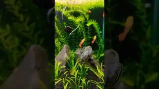 Best Algae Eater Fish and Snail For Planted Aquarium #algaeeater