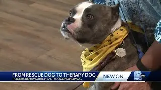 Therapy dog Petunia melts hearts at Wisconsin hospitals