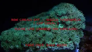 Feeding The Cup Coral