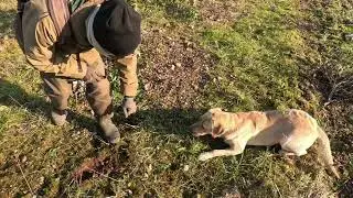 Apollo, m&acirc;le labrador truffier dress&eacute;