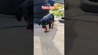 Beby Dog #Pyara Puppy #dog #doglover #puppy  #dogshorts #doglife  #cutedog
