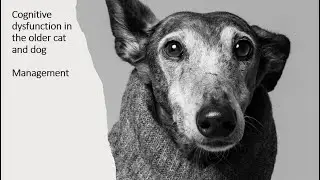 Cognitive Dysfunction in the Senior Dog & Cat: PART TWO- Management