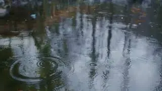 Cosy Rain Sounds ☔ 4K/HD Rain Video with Real Rain Ambience for Sleep & Calm