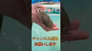 ソゲ三枚おろし#shorts #short #new #fish #howto #world #cooking #おすすめ #簡単 #料理 #釣り #楽しい #美味しい #チャレンジ