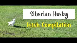 Cute Siberian Husky Fetch Compilation