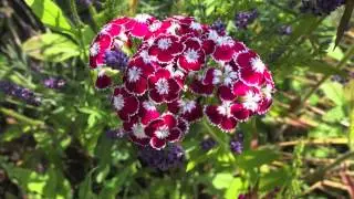 Wundersch&ouml;ne Bartnelken - &OElig;illet de Po&egrave;te - Sweet William - Duizendschoon
