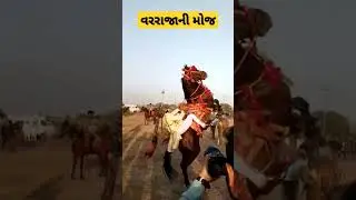 વરરાજાની મોજ | Horse rider | fuleku | marriage function | Horse lovers #viral #shorts #viralshorts 🐴