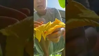I&rsquo;ll teach you how to grow squash and produce more squash fruits. Please watch and subscribe. TY.