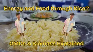 Energy and Food through Rice!? | GMOs & Biomass Explained