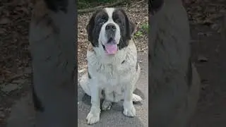 Walk with a Saint Bernard.  Sweetest dog breed in the World!