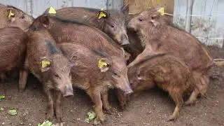 Kiefro Wild Boar Farm: Sustainably, ethically raised meat that's extraordinarily flavourful