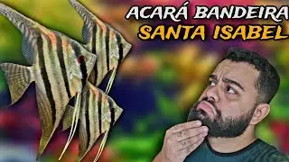 RECEBEMOS UM ACARÁ BANDEIRA RARO! CONHEÇA O ACARÁ SANTA ISABEL!