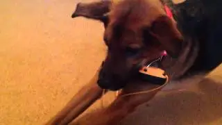 *Stupid camera work* FUNNY DOG WEARING HEADPHONES