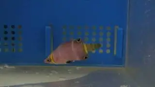 Wetmorella- the possum wrasses