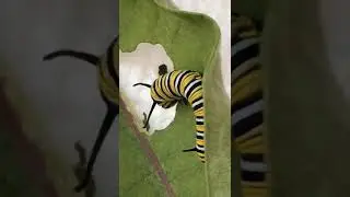 How to Raise Monarchs Step by Step