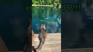 Немецкая овчарка пытается прыгнуть и терпит неудачу!