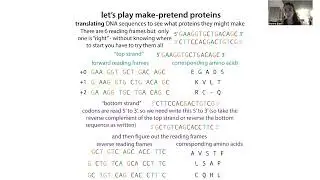 Nucleic acid sequence terminology (e.g., reverse complement), interconversion & sequence translation