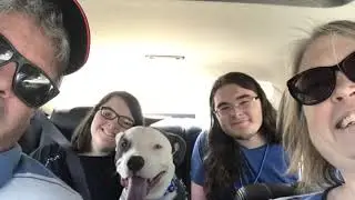 1st time a Timestamped Dog sees foster mom after he was Adopted pit bulls