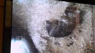 Sumatran Tiger Cub @ San Francisco Zoo - One Minute Version